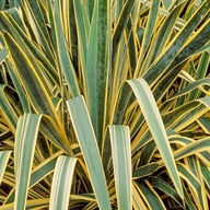 Yucca filamentosa 'Bright Edge' 1l (Juka karolińska)