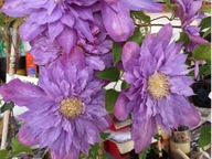 CLEMATIS Vyvyan Pennell