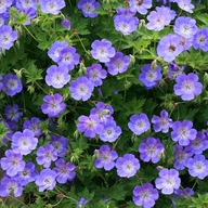Bodziszek ROZANNE GERWAT niezwykła bylina SADZONKA niebiesko-fioletowa