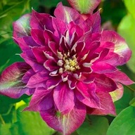 Hot Kisses'PBR (Clematis)