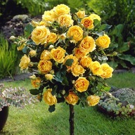 Róża Pienna żółta pachnąca 716