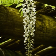 Glicynia chińska Wisteria Alba | W DONICZCE