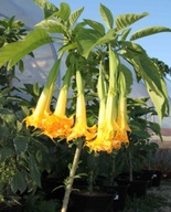 ŽLTÁ DATURA – semená