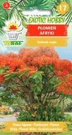 PLAMEŇ AFRICKÝ strom semená TORAF 5 ks.