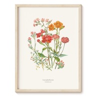 Plakat Botanical Garden - Goździkowate - 21x30 cm