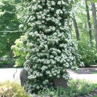 HORTENZIA POPÍNAVÁ Hydrangea Petiolaris VELIKÁNSKE SADENICE V KVETINÁČI biele kvety