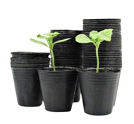 PALÁNTANEVELŐ KASPÓ 9CM 50 DB