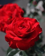 Róża rabatowa - Czerwona OBFICIE KWITNĄCA ODPORNA DONICZKA 4 LITRY