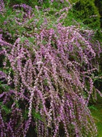 BUDDLEJA ALTERNIFOLIA BUDLEJA TOBOLISTÁ