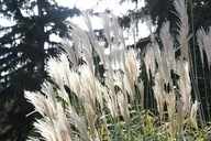 Miskant chiński 'Memory' Miscanthus sinensis 7,5L