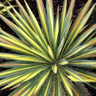 Juka Karolińska Color Guard YUCCA FILAMENTOSA 2L