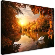 Obraz na plátne, Labuť na rybníku jeseň - 120x80