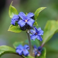 Clematis Cassandra (trvalková) voňavý objem 4L