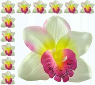 Storczyk cymbidium główka Kwiat Cream/Purpl 12 szt