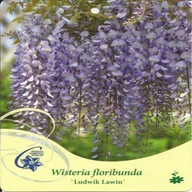 Glicynia kwiecista LUDWIK LAWIN - Wisteria floribunda