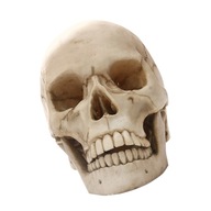 Lifesize 1:1 Realistyczna ludzka czaszka z żywicy