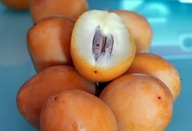 KANÁRI DATOLYA – KIRÁLYPÁLMA (PHOENIX CANARIESIS) - 5 MAG