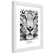 Obraz v ráme, Biely tiger - 30x45