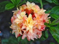 Azalka veľkokvetá CANNON'S DOUBLE viacfarebné kvety SADENICE V KVETINÁČI
