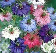 Czarnuszka damasceńska mix, Nigella damascena