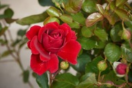 Róża Pnąca THAT'S JAZZ Okazała Czerwona DONICZKA C5