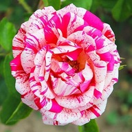 Róża Wielkokwiatowa Paskowana Biało-Czerwona 1 szt sadzonki róż Róże