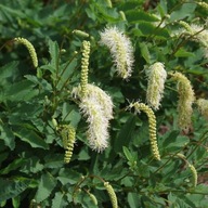 Tuhý krvácanie 'Alba' - Sanguisorba obtusa 'Alba'