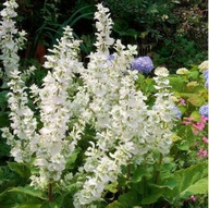 Szałwia muszkatołowa Vatican White, Salvia sclarea