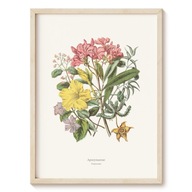 Plakat Botanical Garden - Toinowate - 30x40 cm
