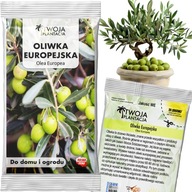 Oliva Európai Magok Olajfa Olea Europaea Örök Fa 5 db
