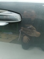 door right front SKODA OCTAVIA III KOMBI LF7Y