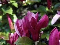 Magnolia NIGRA NR 774