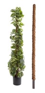 Palik Kokosowy Tyczka Podpora do Roślin 140cm