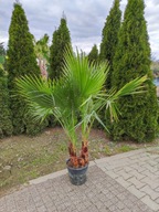 PALMA Washingtonia Robusta (wielopniowa)