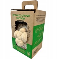 Soplówka Jeżowata MUSHROOMS GROW KIT grzybnia