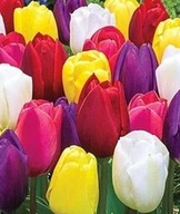 Tulipán keverék egyszínű fajtákból 35 hagyma [ méret 9 - 11 cm ]