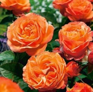 Narancs illatú akciós rózsa.