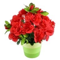 Azalka červená v keramickom kvetináči 25×25 cm