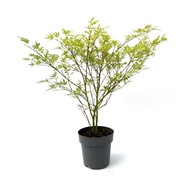 Klon palmowy Acer palmatum Butterfly NA PNIU 40-60 cm+