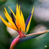 Semená Strelitzia Reginae - Rajský vták 5 ks