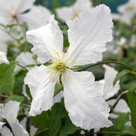 Clematis Biely Kvet v kvetináči POPNUTIE