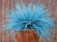 Modrá tráva semená Mrazuvzdorná kostrava Vytrvalá BIOSEMENÁ