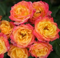 Róża Miniaturowa LITTLE SUNSET KORDES DONICZKA