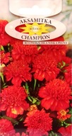 Semená Zamatové Šampión Červená 0,3 g Kvety Rozperná nízka plná