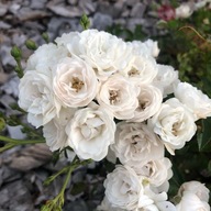 Róża okrywowa - White Fairy BIAŁA OBFICIE KWITNĄCA DONICZKA 3 LITRY