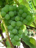 ~VINÁRSTVO HROZNA Odroda: Ontario