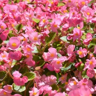 Begonia ružová neustále kvitnúce SEMENÁ TORSEED