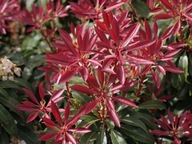 Pieris ' japonica' RED MILL