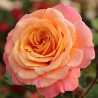 Róża pnąca PEACH MELBA - goły korzeń klasa A