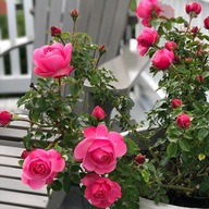 Róża rabatowa - RÓŻOWA OBFICIE KWITNĄCA DONICZKA 4 LITRY